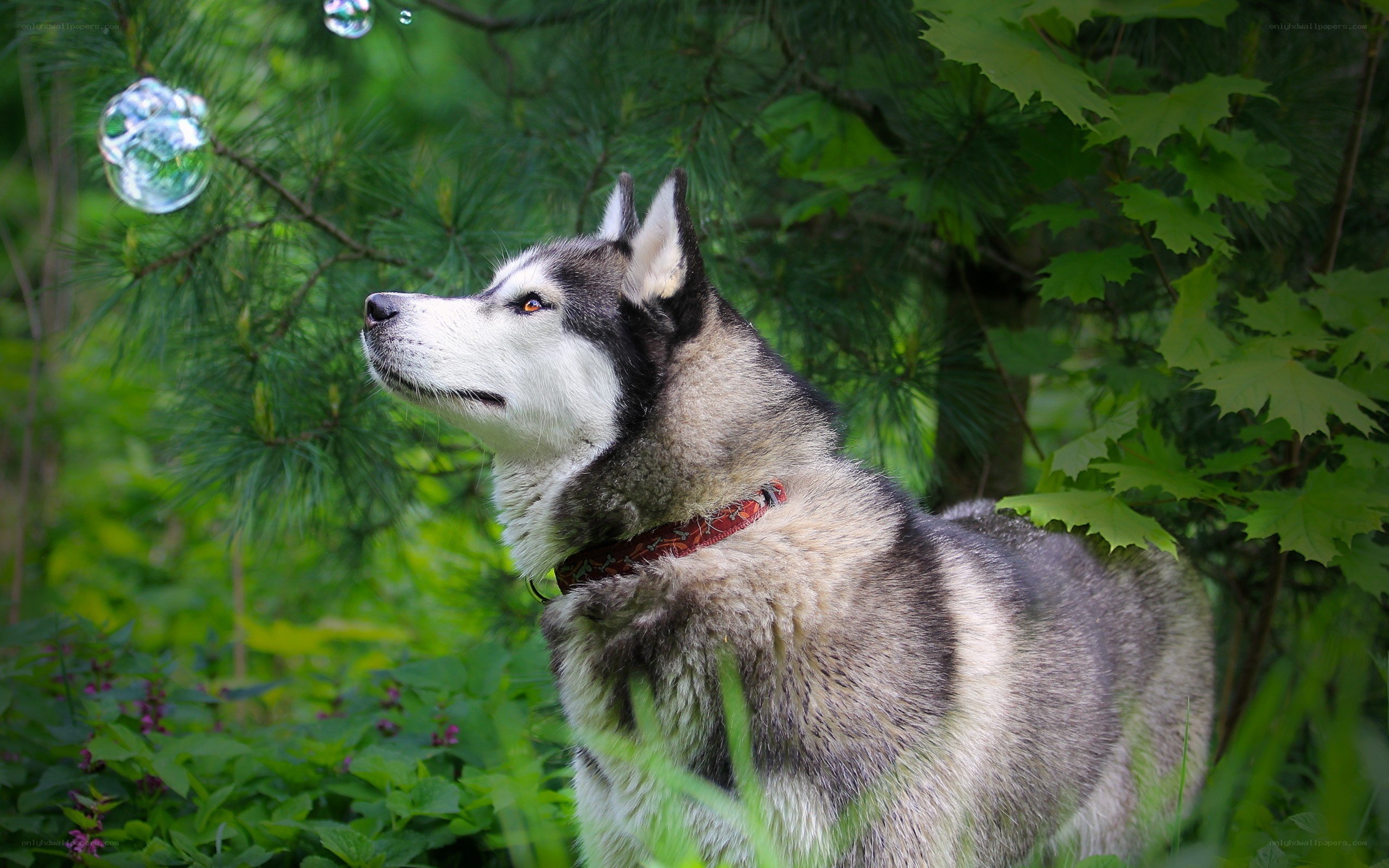 Siberian Husky in forest