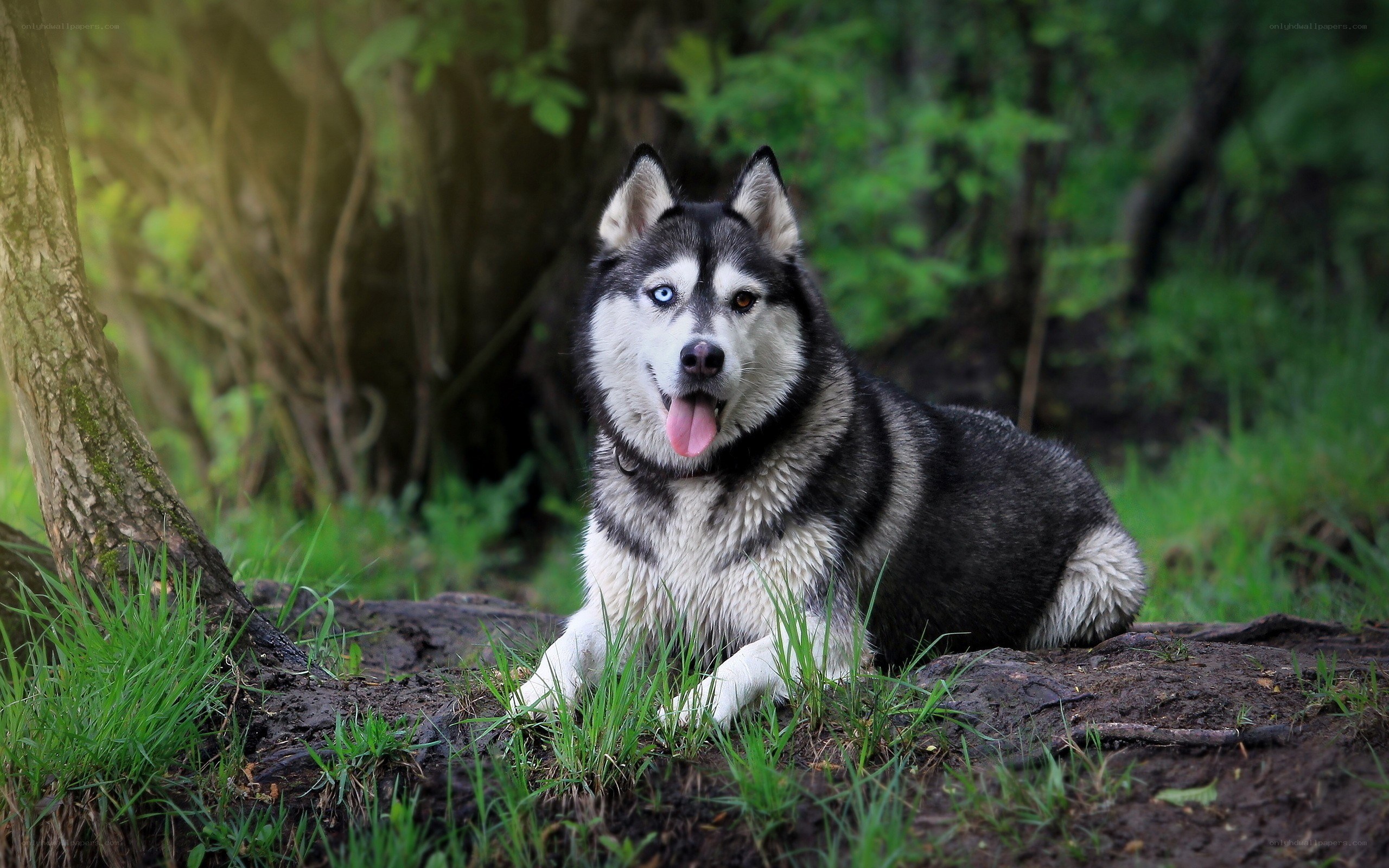 Siberian Husky in forest