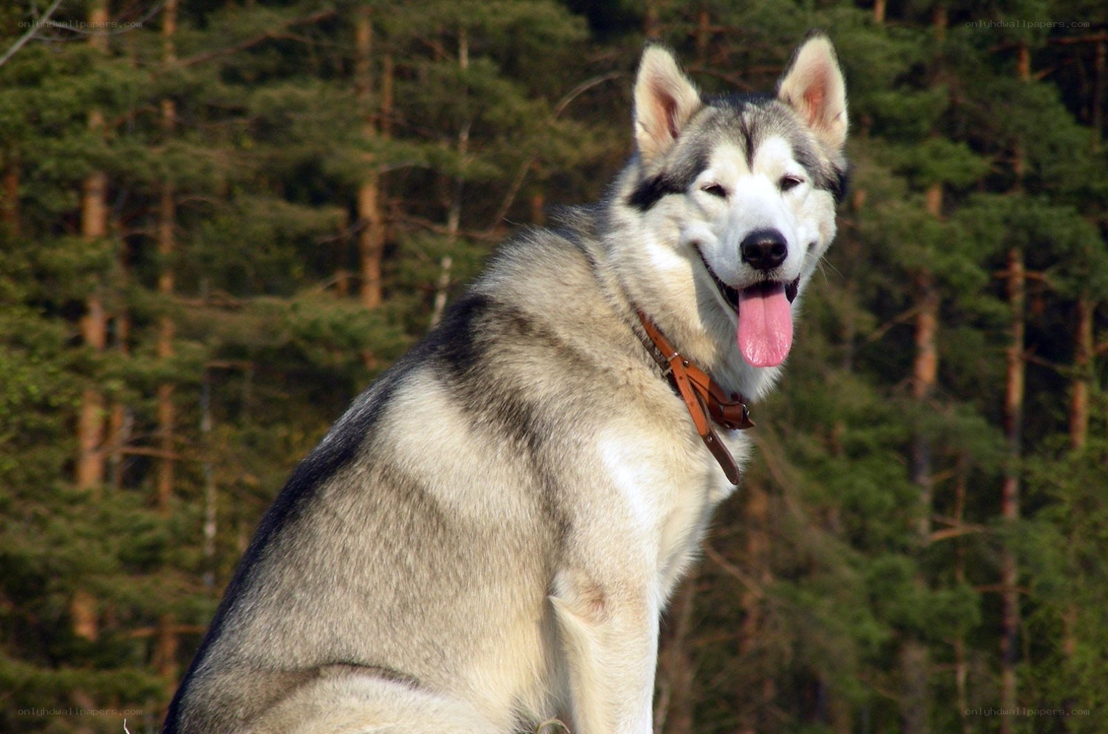Siberian Husky in forest