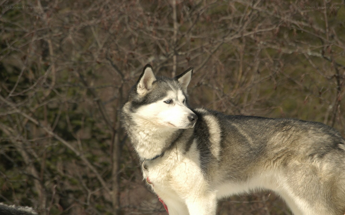 Siberian Husky in forest
