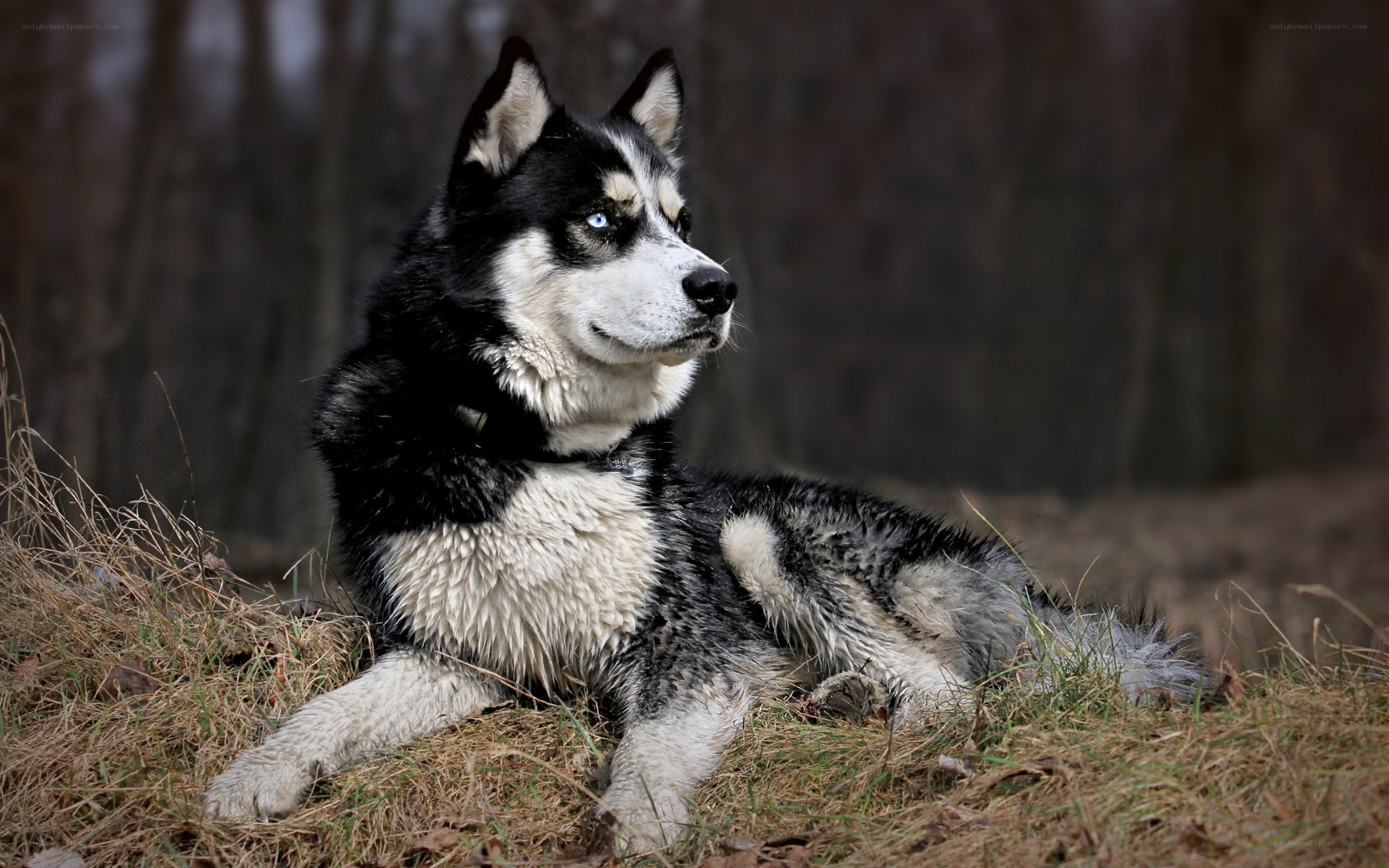 Siberian Husky in forest
