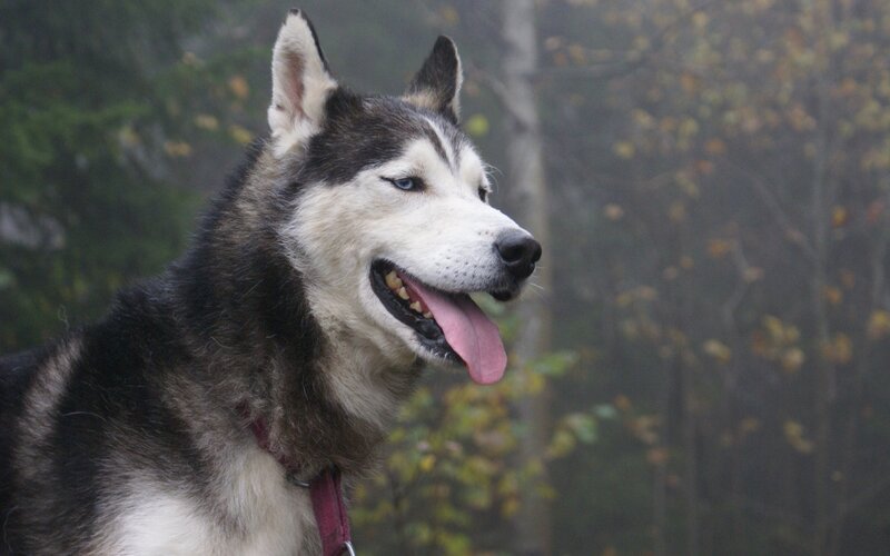 Siberian Husky in forest