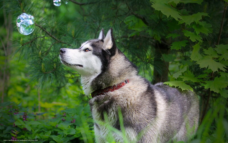 Siberian Husky in forest