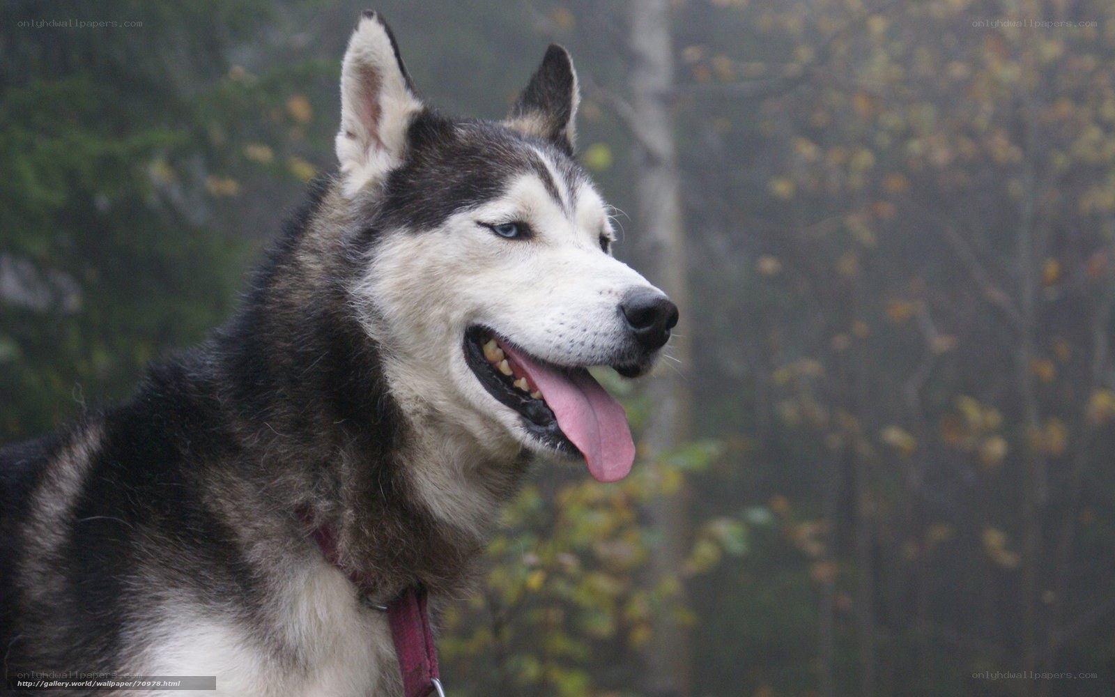 Siberian Husky in forest
