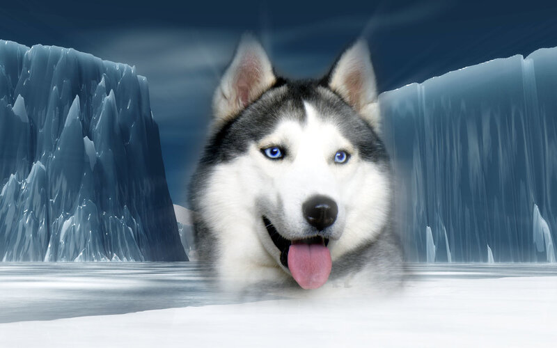 Siberian Husky in icy landscape