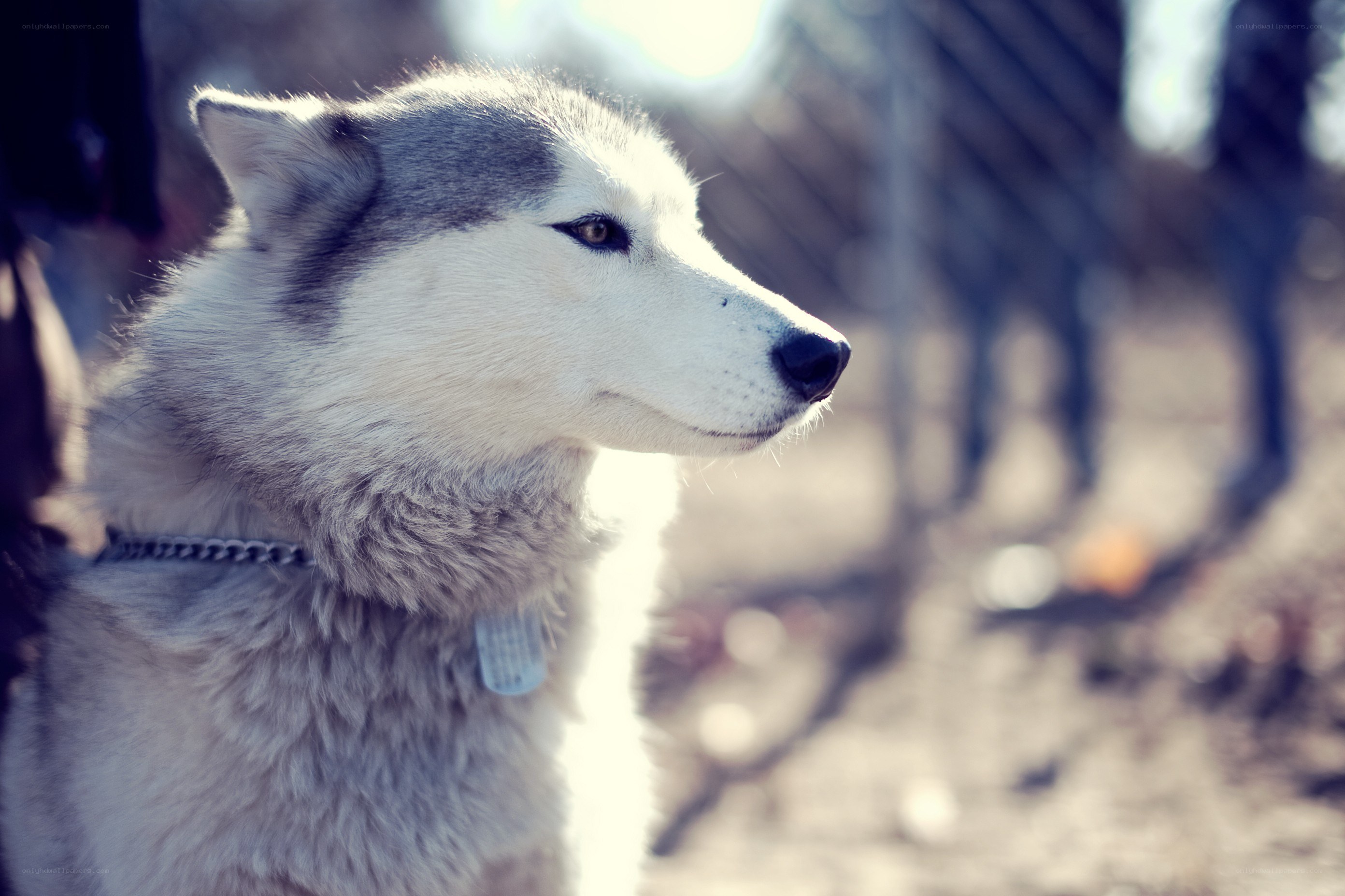 siberian husky in profile