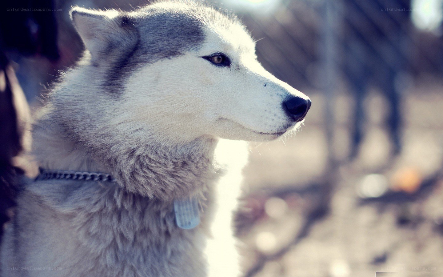 siberian husky in profile