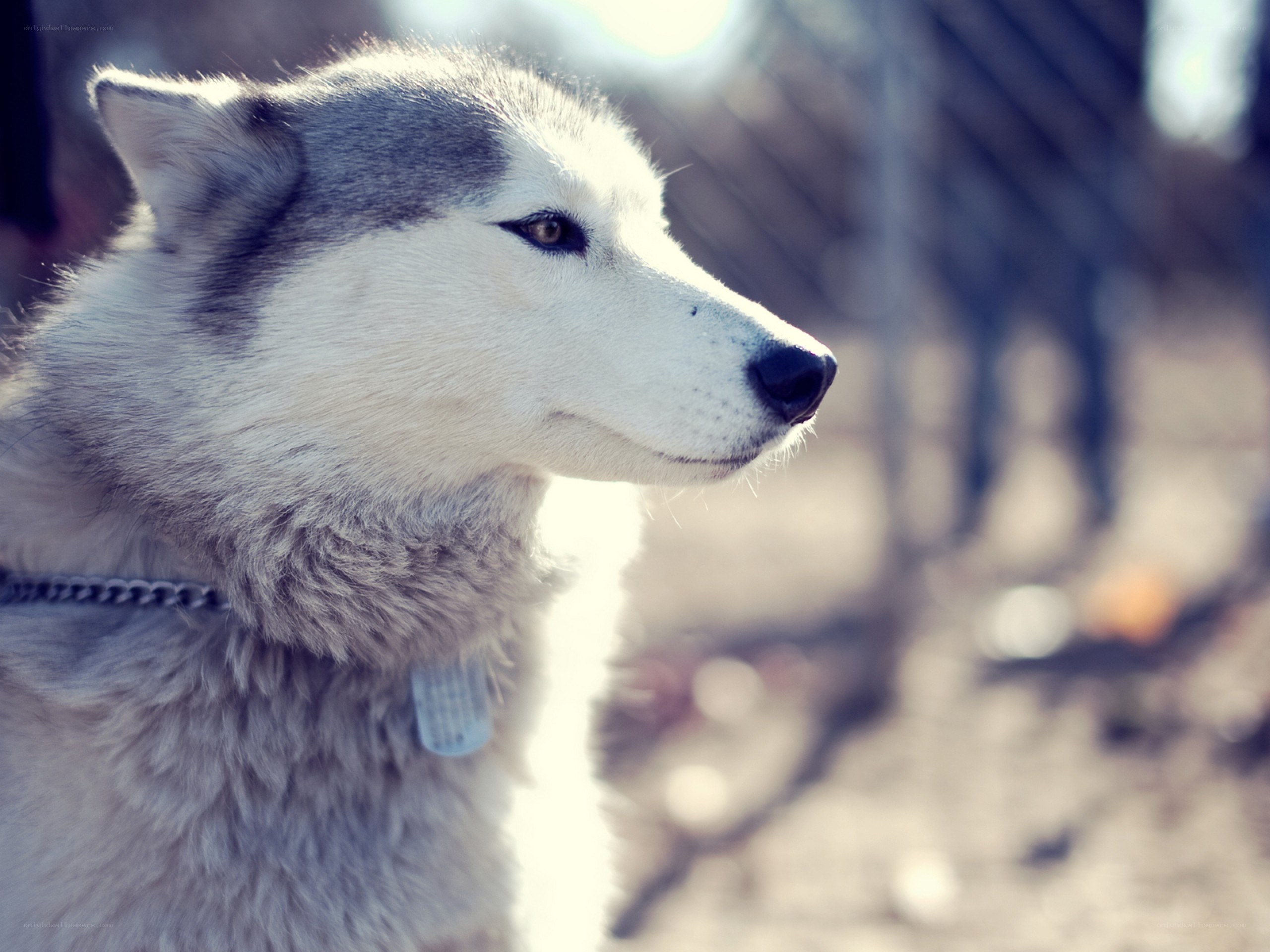 Siberian Husky in profile