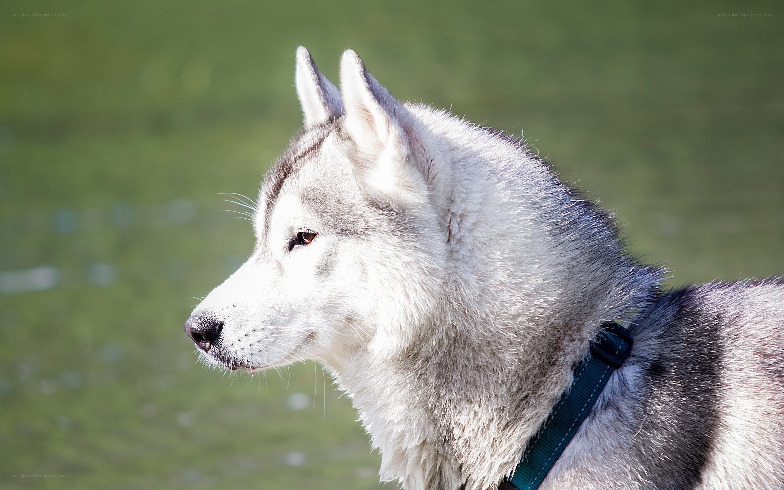 Siberian Husky in profile