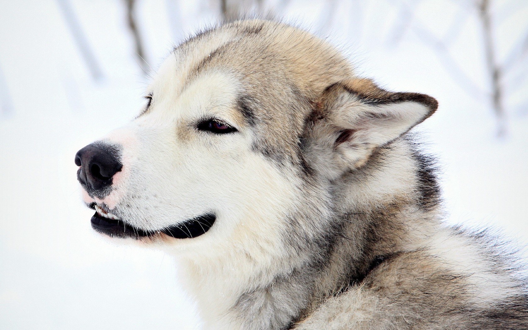 siberian husky in snow