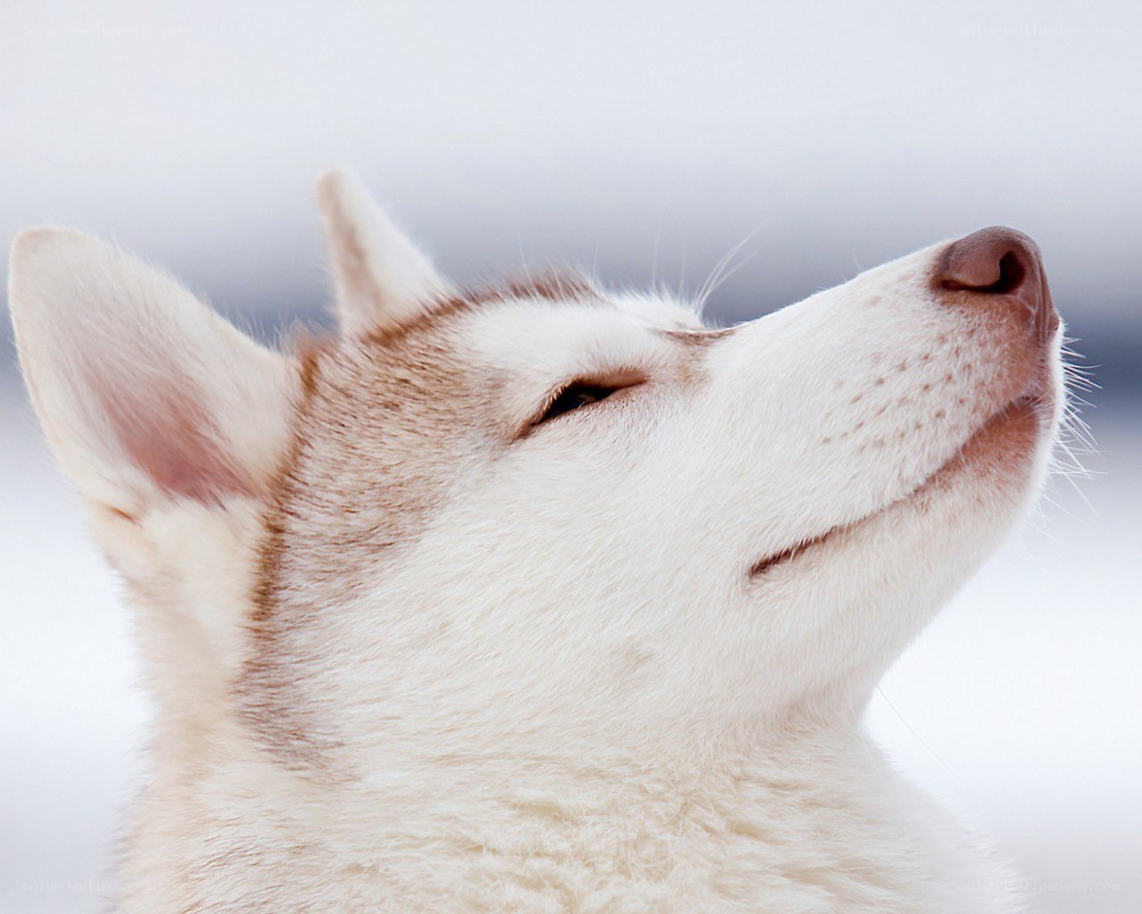 Siberian Husky in snow