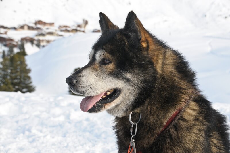 Siberian Husky in Snow — White