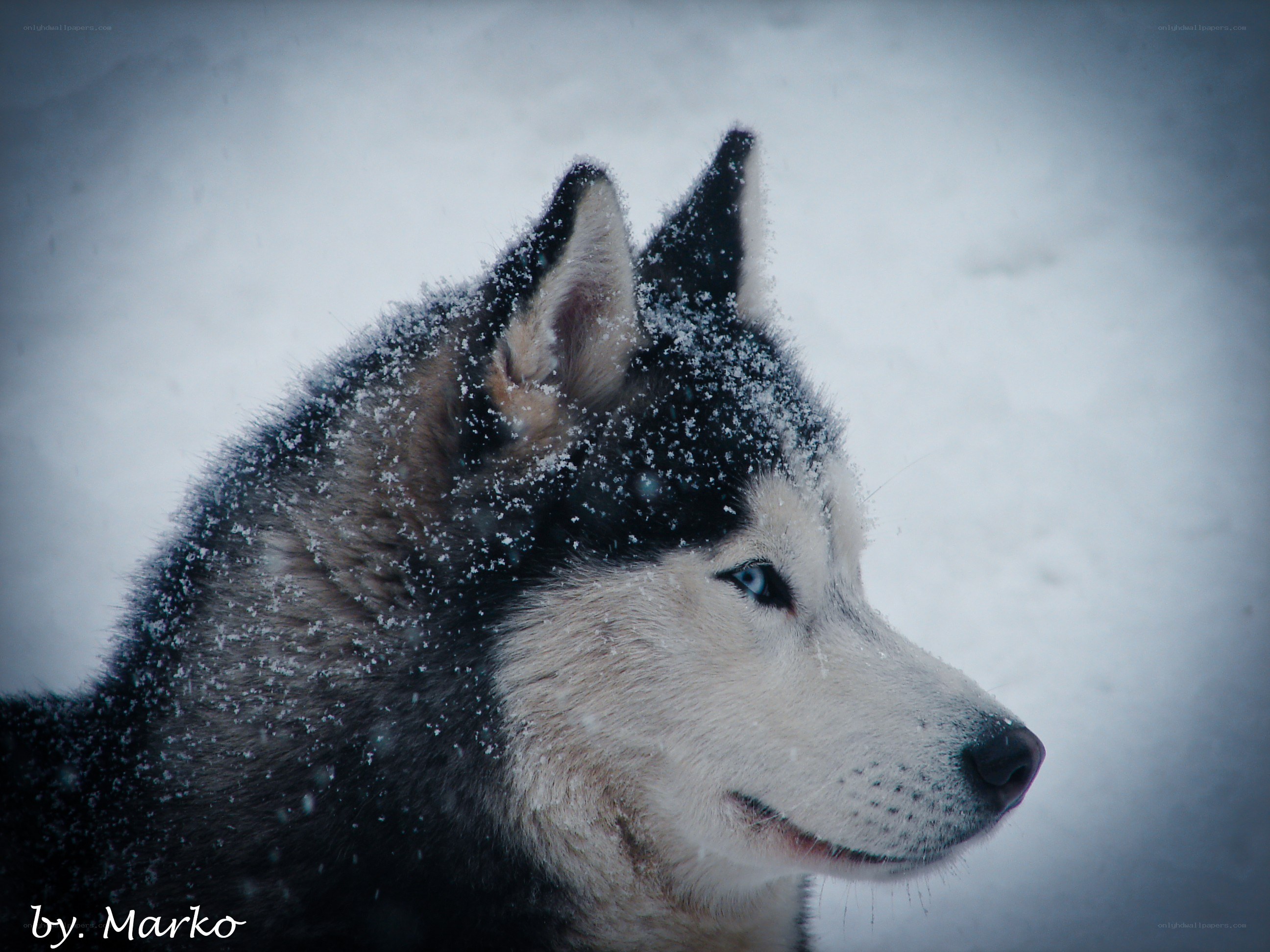 Siberian Husky in snow