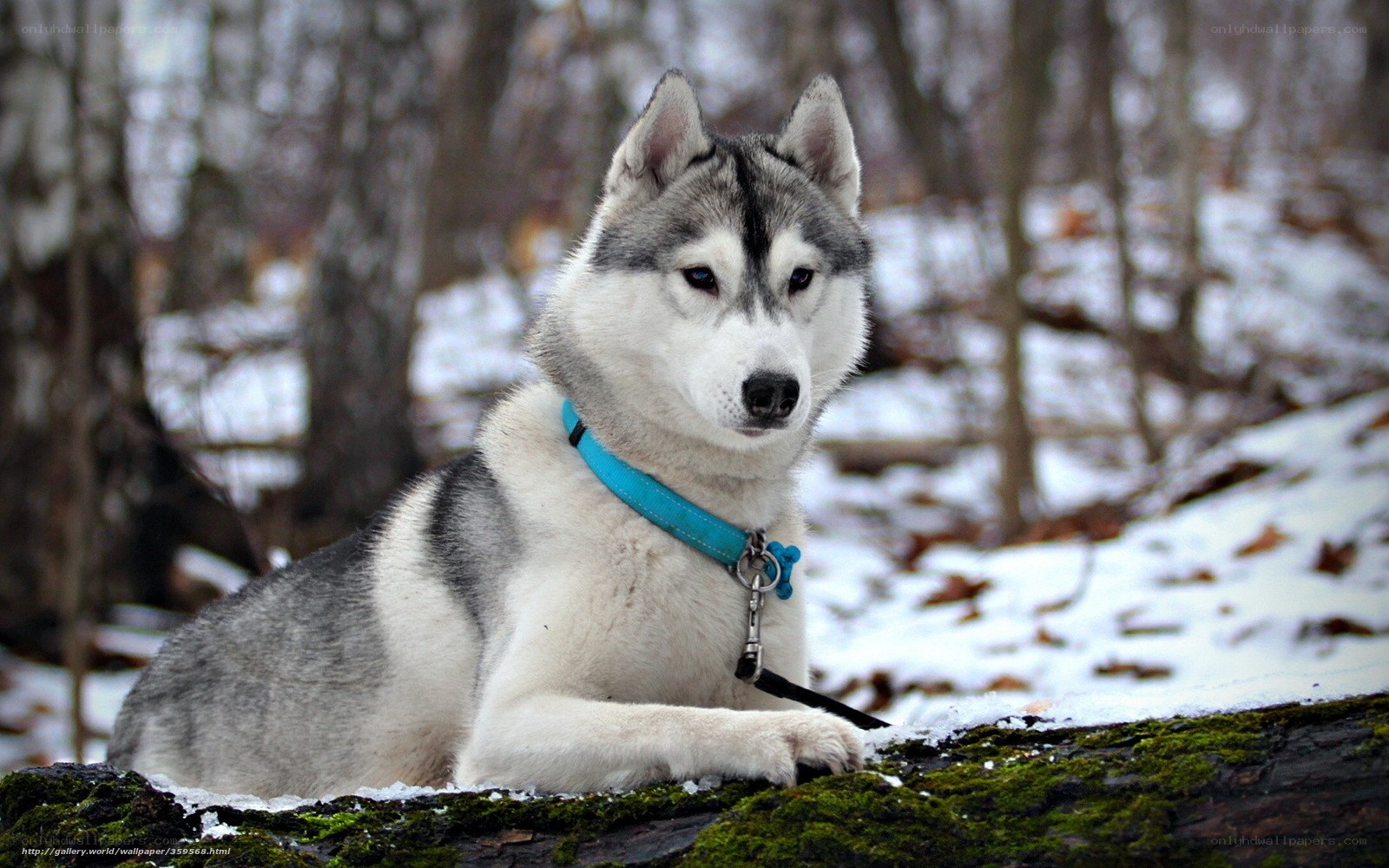 Siberian Husky in snowy forest