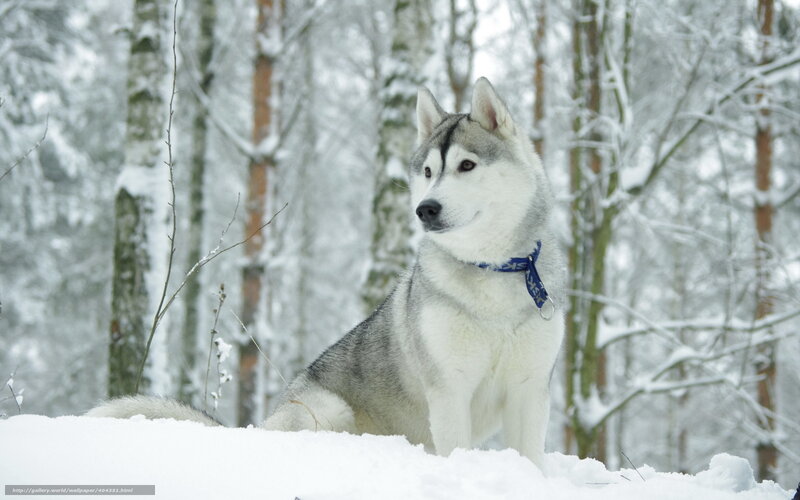 Siberian Husky in snowy forest