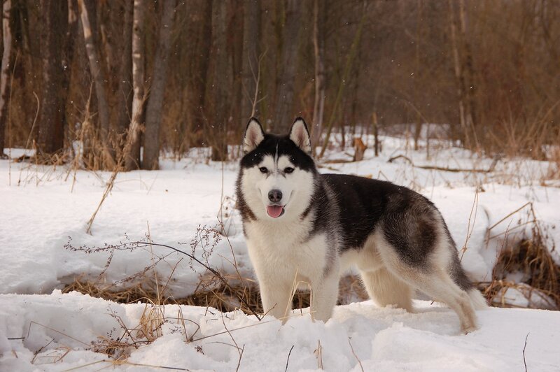 Siberian Husky in snowy forest
