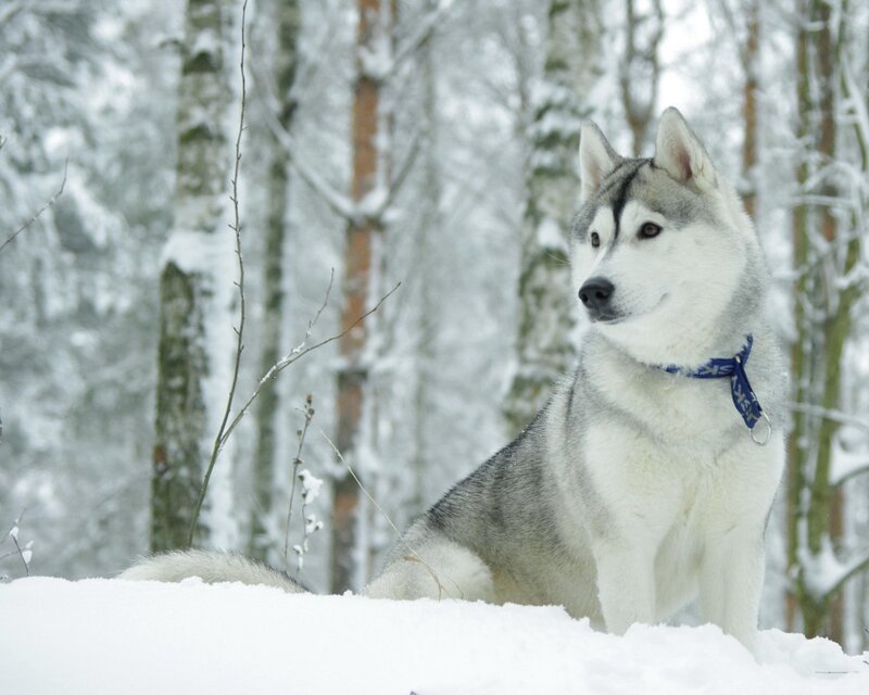 Siberian Husky in snowy forest
