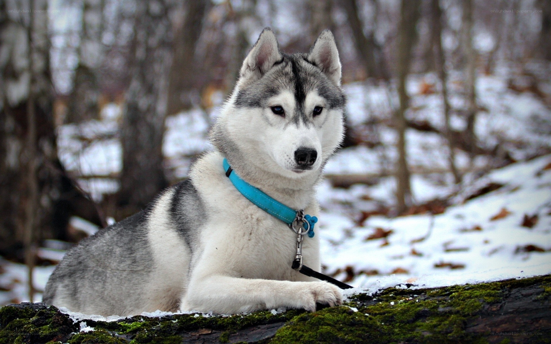 Siberian Husky in snowy forest