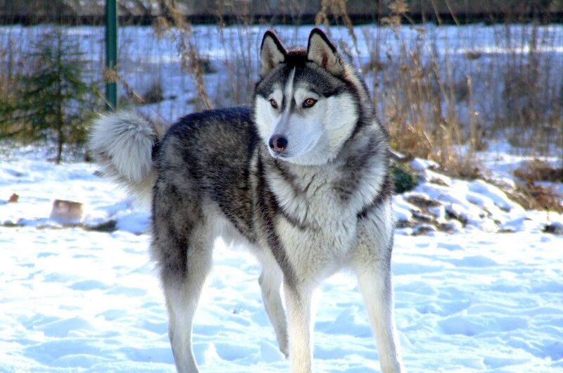 Siberian Husky in snowy landscape