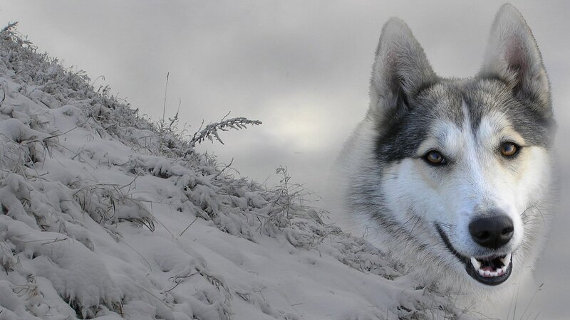 Siberian Husky in snowy landscape