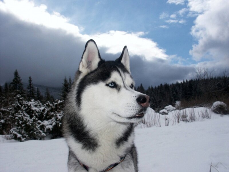 Siberian Husky in snowy landscape