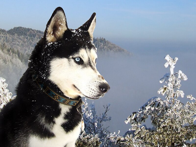 Siberian Husky in snowy mountains