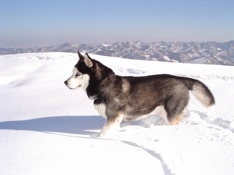 Siberian Husky in snowy mountains