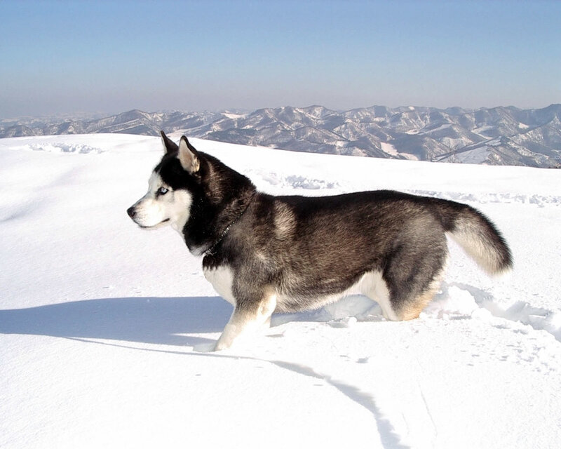 Siberian Husky in snowy mountains