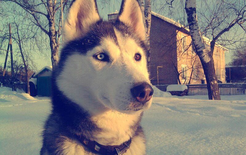 Siberian Husky in snowy yard