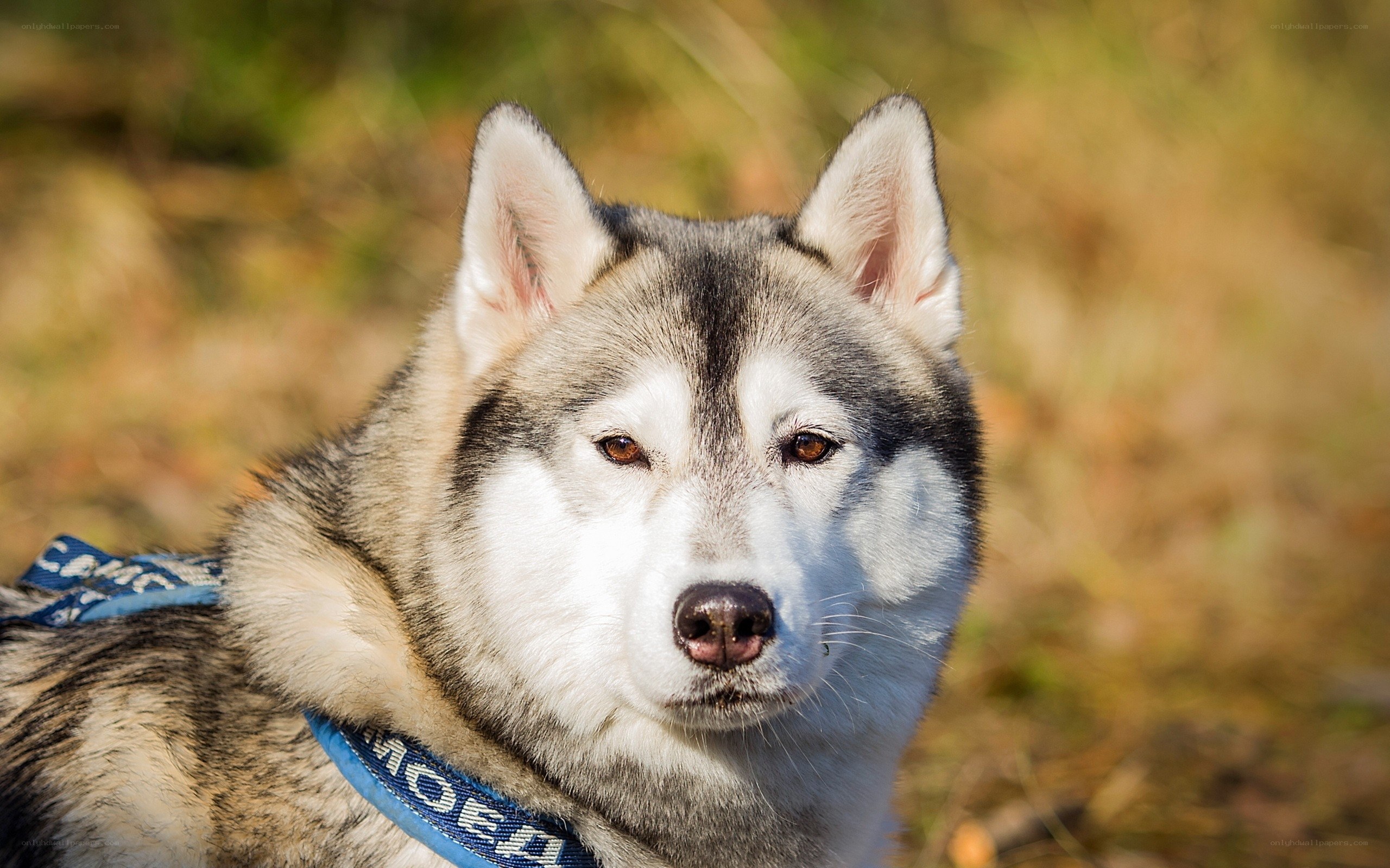 Siberian Husky in sunlight