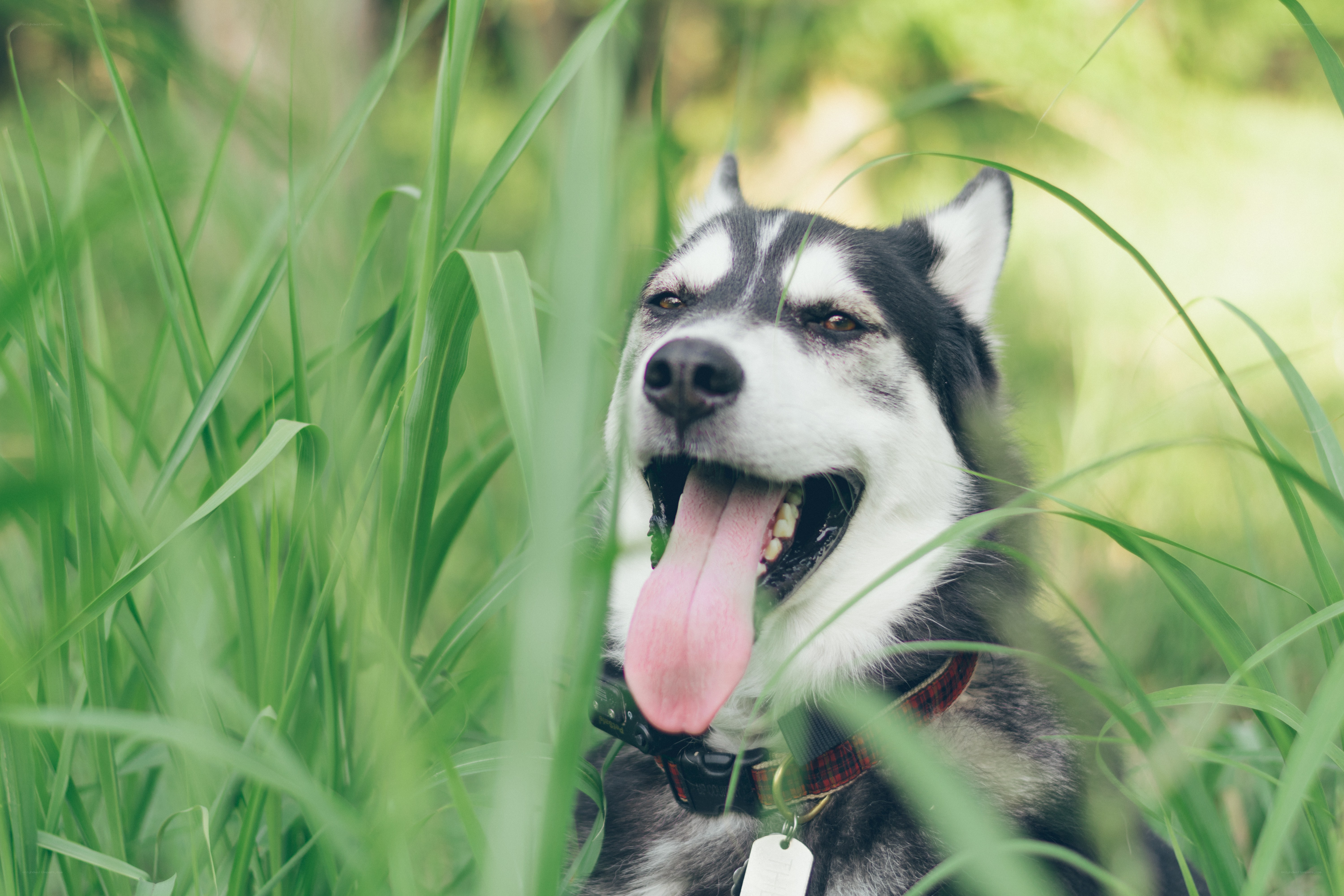 Siberian Husky in tall grass