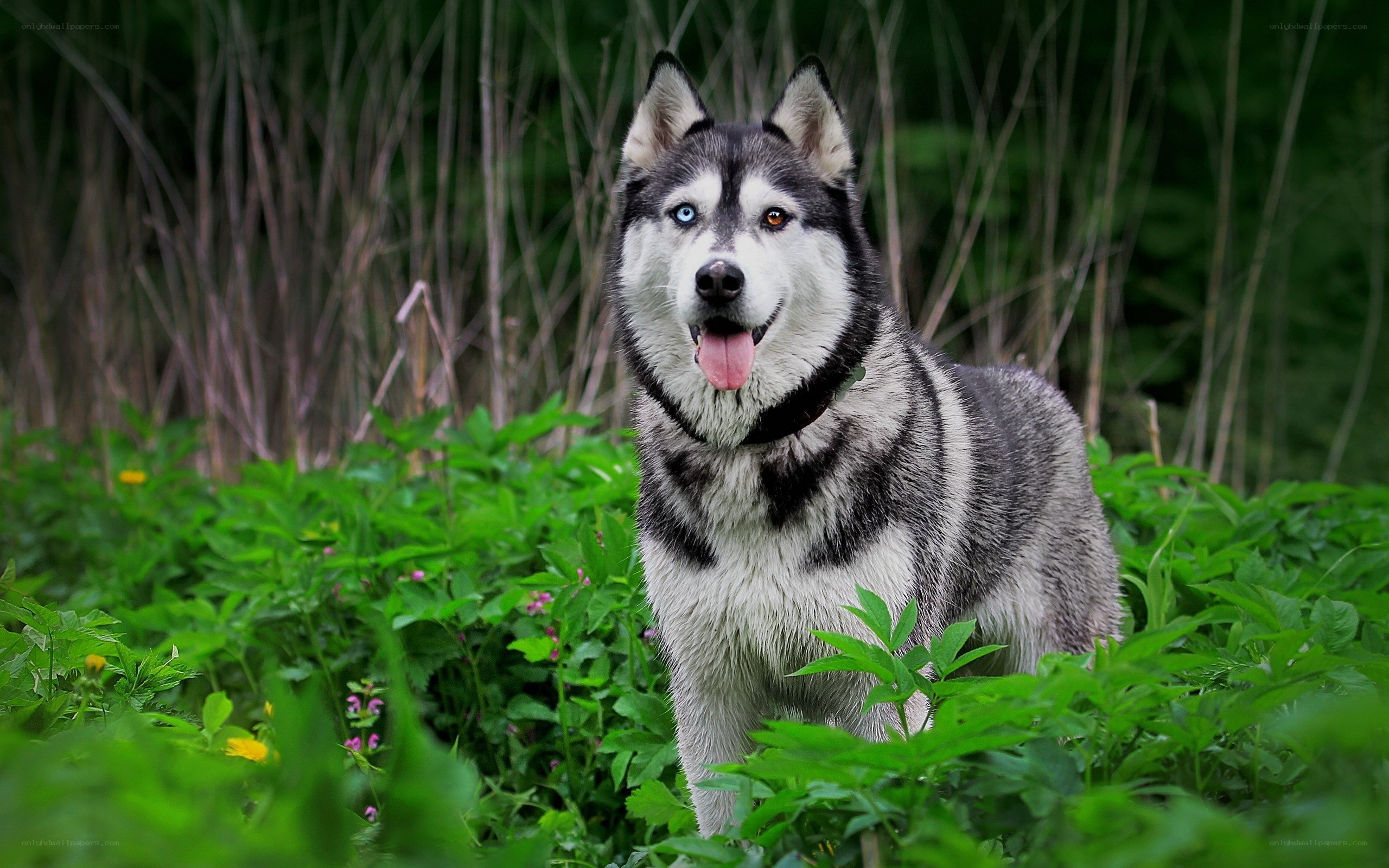 Siberian Husky in the forest