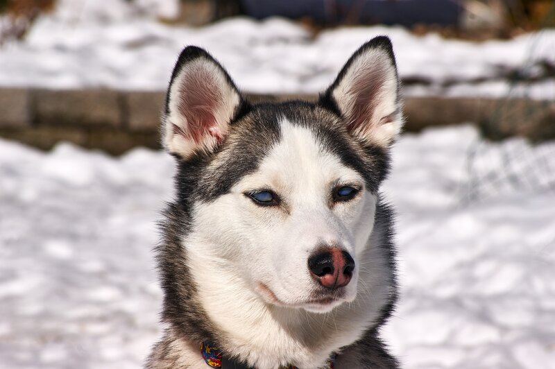 Siberian Husky in the snow