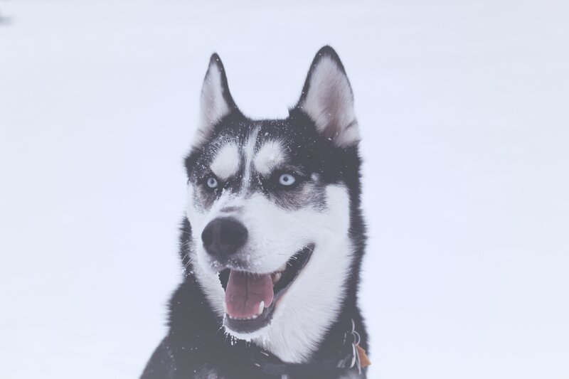 Siberian Husky in the snow