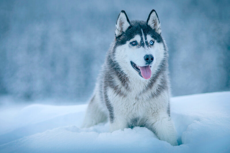 Siberian Husky in the snow