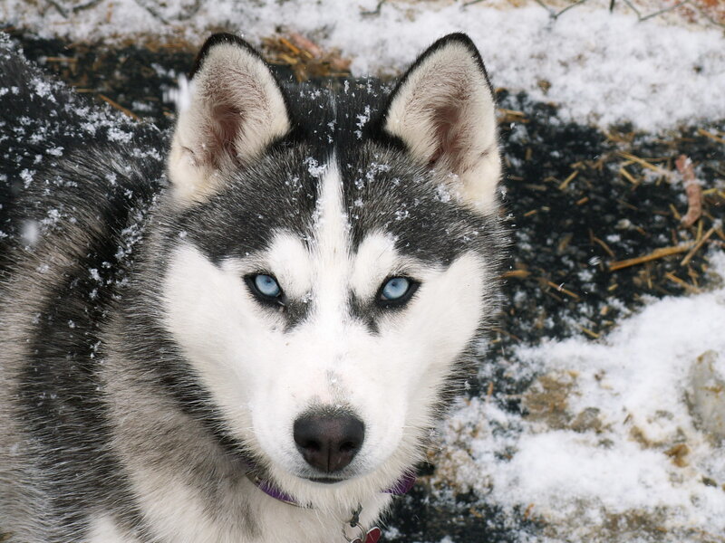 Siberian Husky in the snow