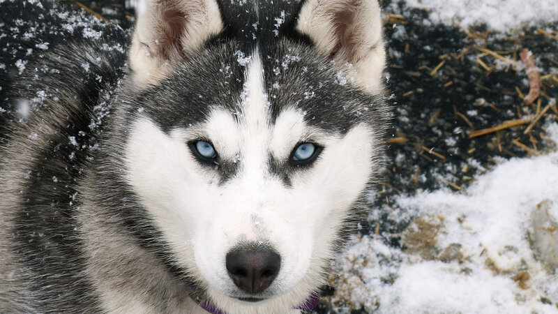 Siberian Husky in the snow