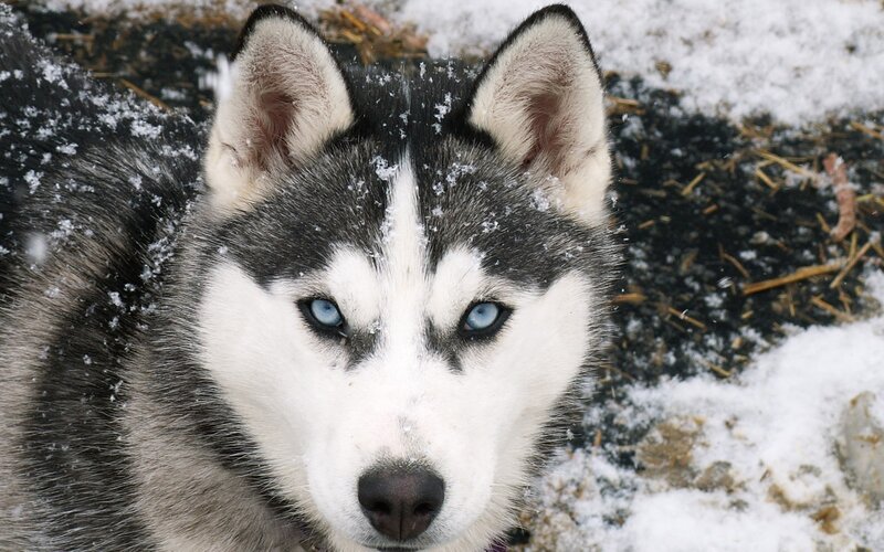 Siberian Husky in the snow