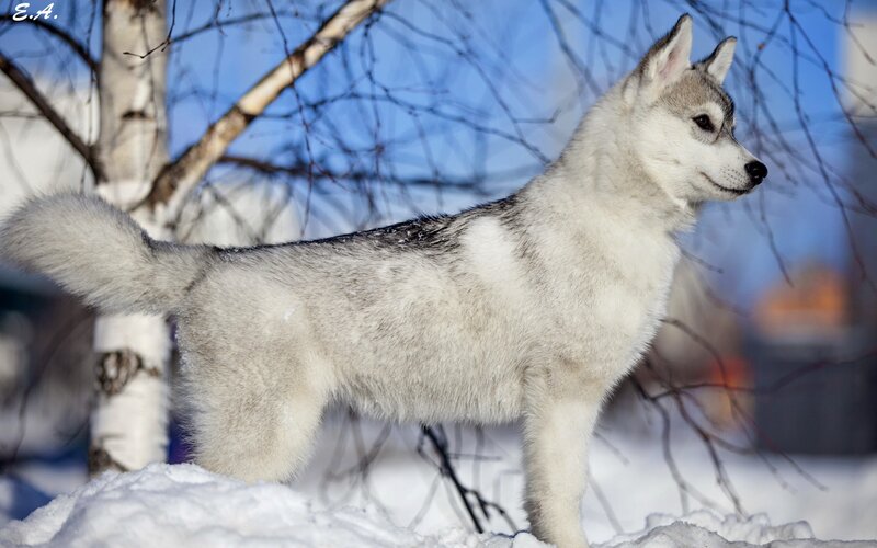 Siberian Husky in the snow