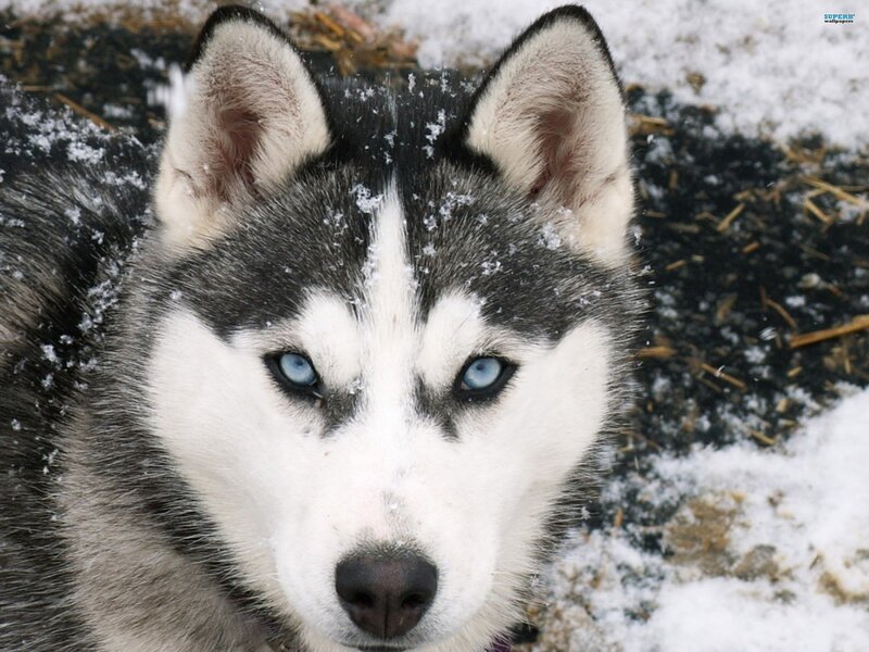 Siberian Husky in the snow