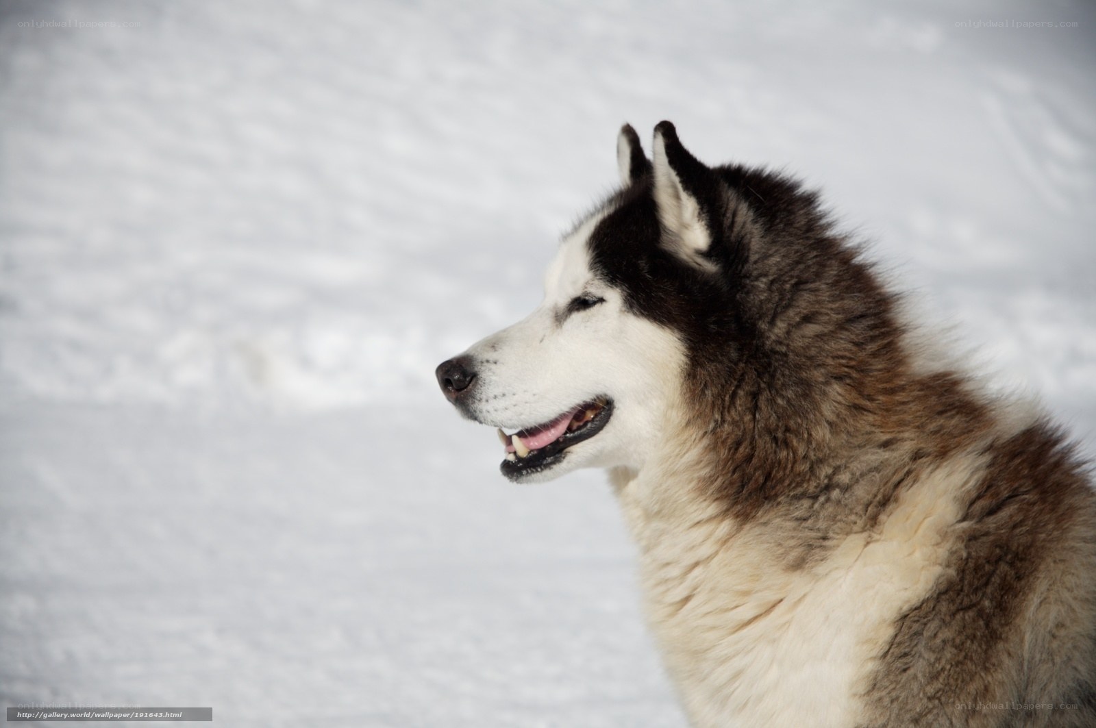 Siberian Husky in the snow