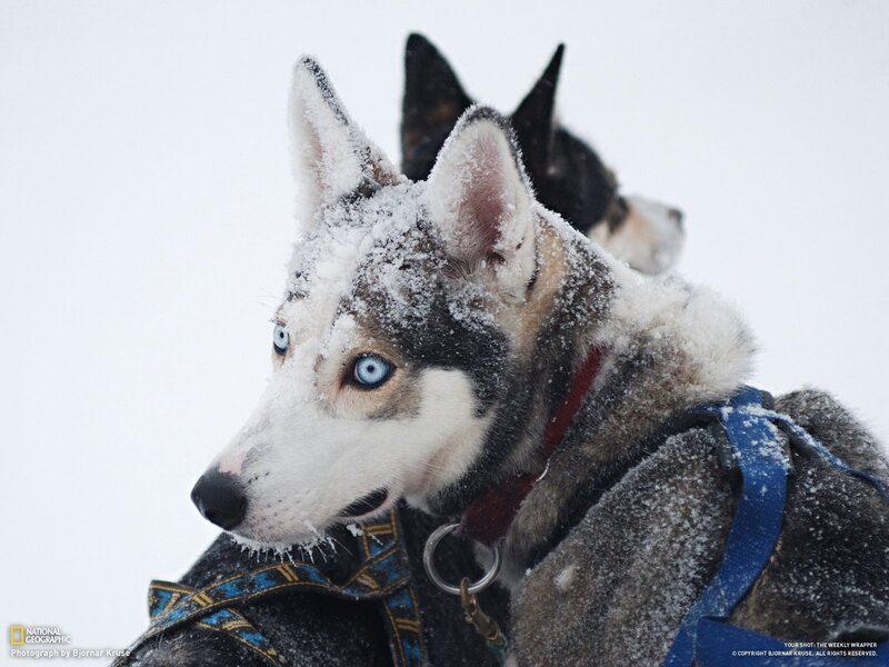 Siberian Husky in the snow