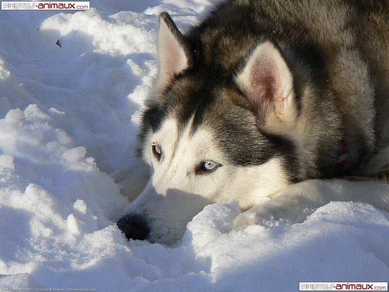 Siberian Husky in the snow