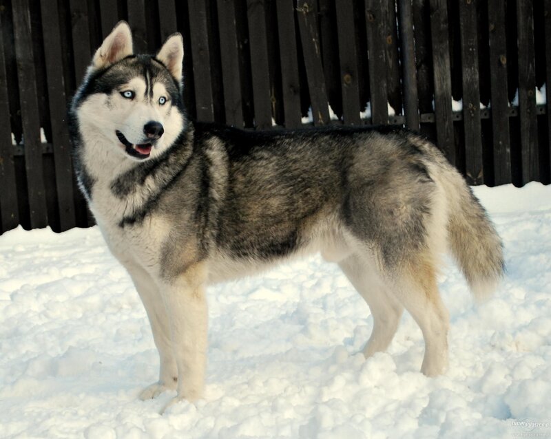 Siberian Husky in the snow
