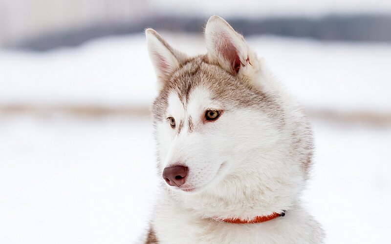 Siberian Husky in the snow