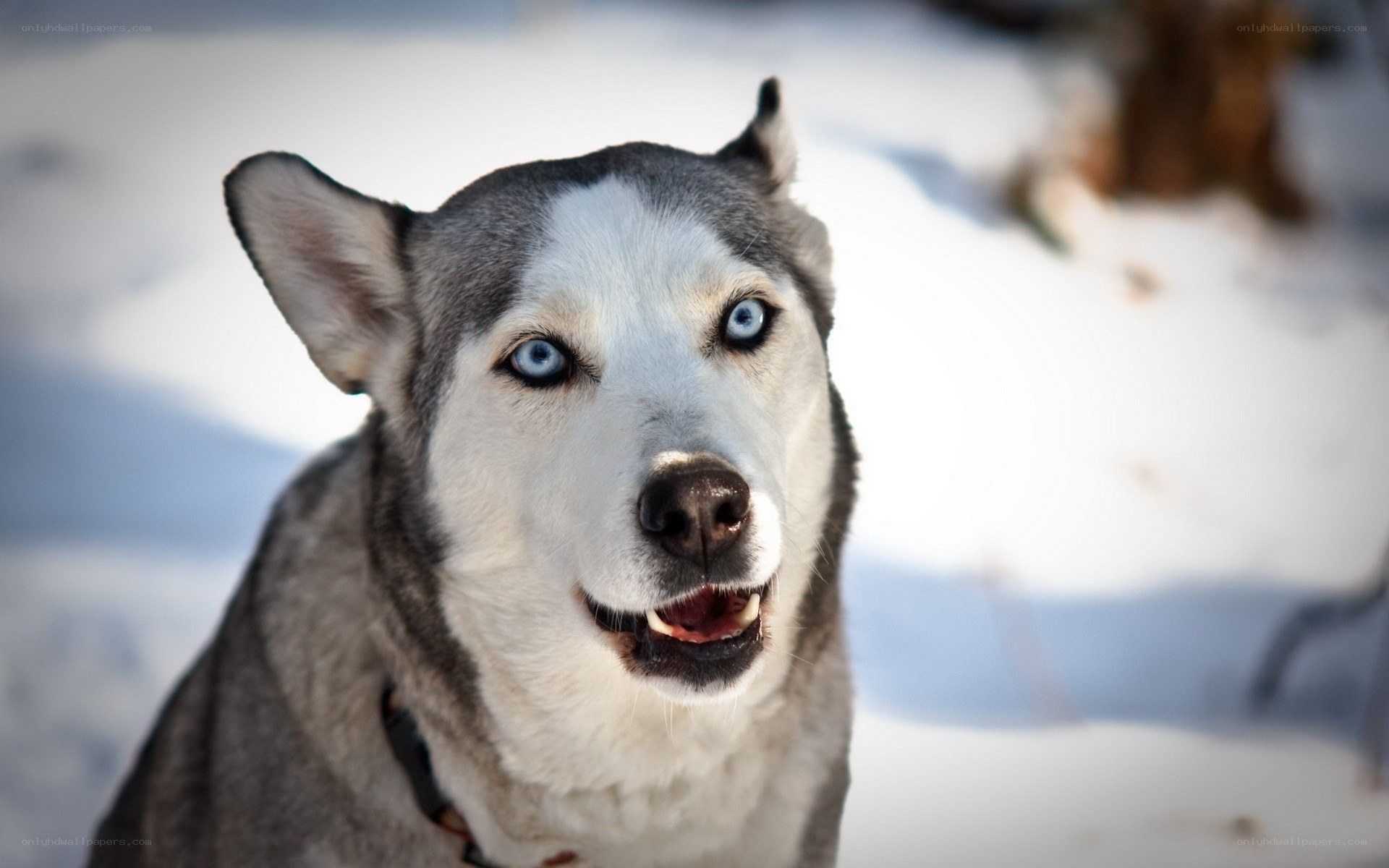 Siberian Husky in the snow