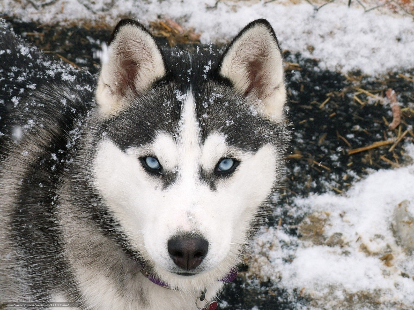 Siberian Husky in the snow