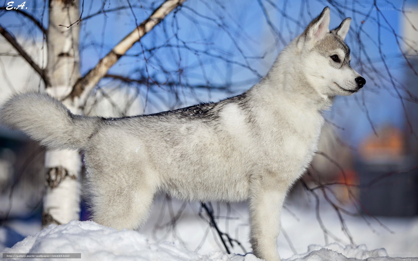 Siberian Husky in the snow