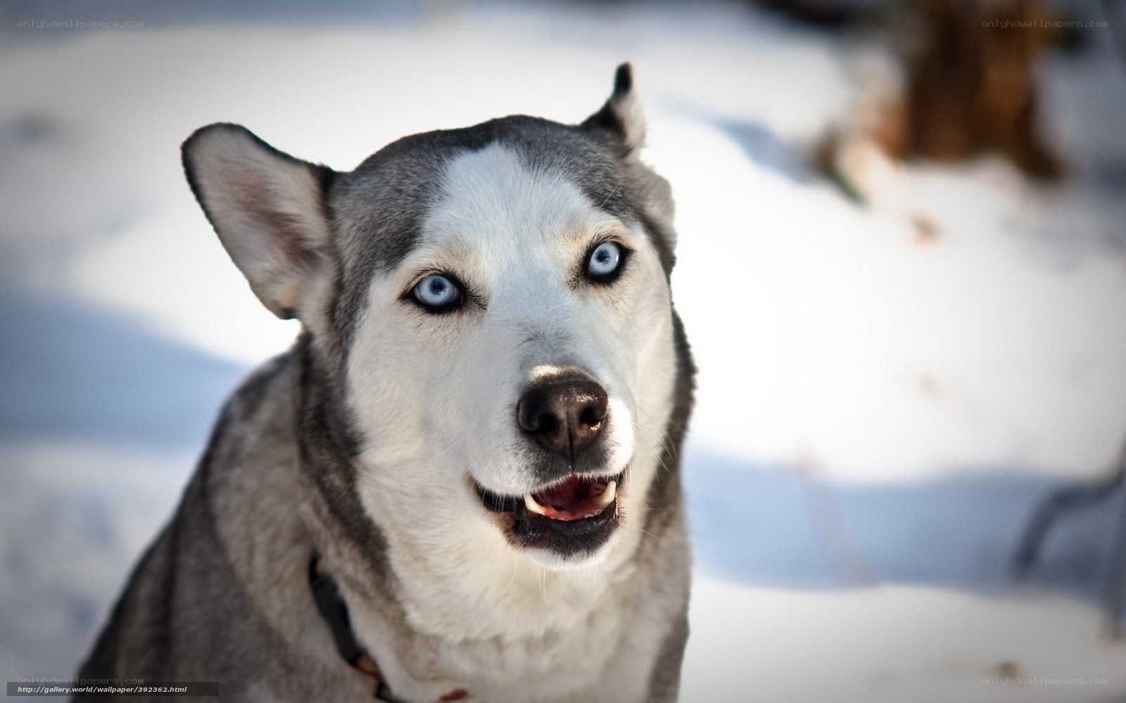 Siberian Husky in the snow