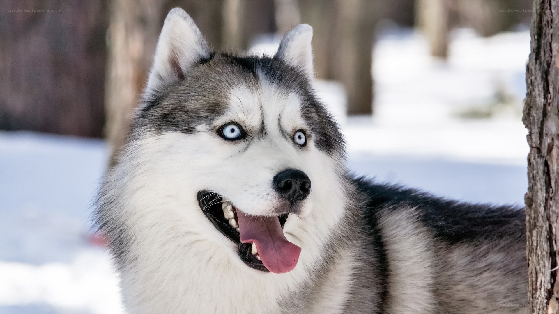 Siberian Husky in the snow